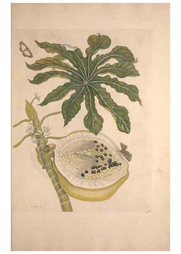 Reproducción/Reproduction 33271243928: Maria Sybilla Meriaen Over de voortteeling en wonderbaerlyke veranderingen der Surinaamsche insecten :. t'Amsterdam :By Jean Frederic Bernard,1730.. 