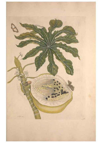 Reproducción/Reproduction 33271243928: Maria Sybilla Meriaen Over de voortteeling en wonderbaerlyke veranderingen der Surinaamsche insecten :. t'Amsterdam :By Jean Frederic Bernard,1730.. 