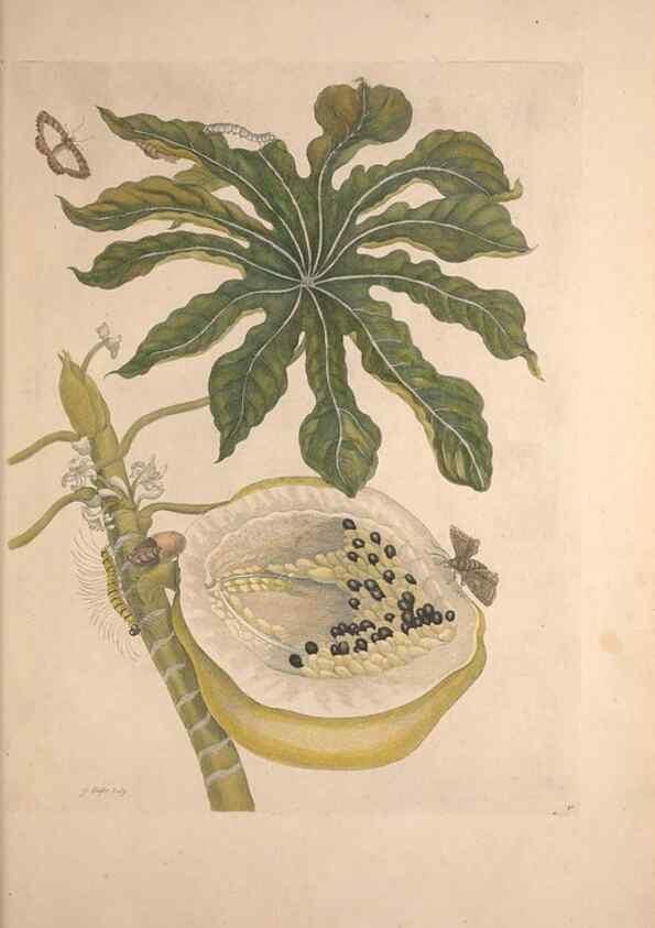 Reproducción/Reproduction 33271243928: Maria Sybilla Meriaen Over de voortteeling en wonderbaerlyke veranderingen der Surinaamsche insecten :. t'Amsterdam :By Jean Frederic Bernard,1730.. 