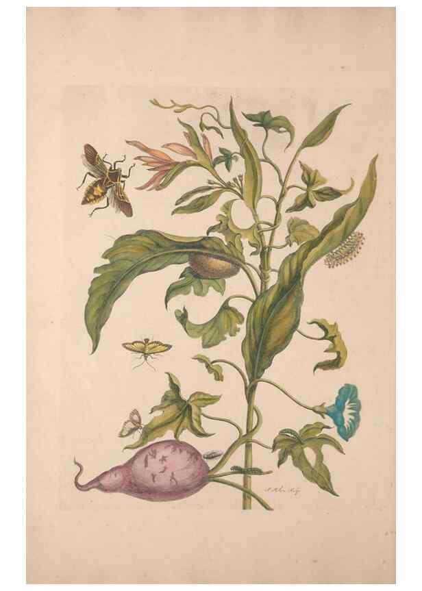 Reproducción/Reproduction 47146496431: Maria Sybilla Meriaen Over de voortteeling en wonderbaerlyke veranderingen der Surinaamsche insecten :. t'Amsterdam :By Jean Frederic Bernard,1730.. 