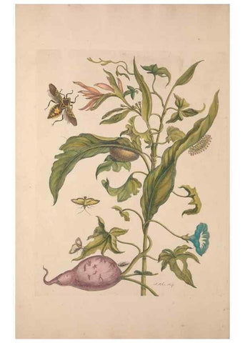 Reproducción/Reproduction 47146496431: Maria Sybilla Meriaen Over de voortteeling en wonderbaerlyke veranderingen der Surinaamsche insecten :. t'Amsterdam :By Jean Frederic Bernard,1730.. 