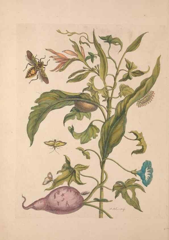 Reproducción/Reproduction 47146496431: Maria Sybilla Meriaen Over de voortteeling en wonderbaerlyke veranderingen der Surinaamsche insecten :. t'Amsterdam :By Jean Frederic Bernard,1730.. 
