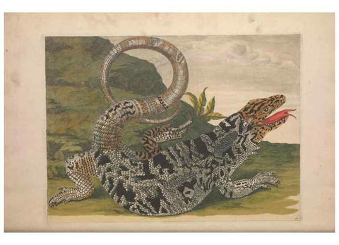 Reproducción/Reproduction 47146529021: Maria Sybilla Meriaen Over de voortteeling en wonderbaerlyke veranderingen der Surinaamsche insecten :. t'Amsterdam :By Jean Frederic Bernard,1730.. 