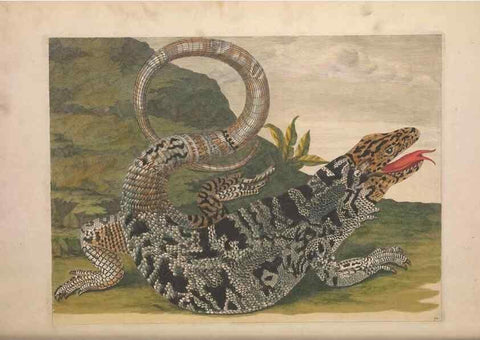 Reproducción/Reproduction 47146529021: Maria Sybilla Meriaen Over de voortteeling en wonderbaerlyke veranderingen der Surinaamsche insecten :. t'Amsterdam :By Jean Frederic Bernard,1730.. 