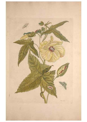 Reproducción/Reproduction 33271245678: Maria Sybilla Meriaen Over de voortteeling en wonderbaerlyke veranderingen der Surinaamsche insecten :. t'Amsterdam :By Jean Frederic Bernard,1730.. 