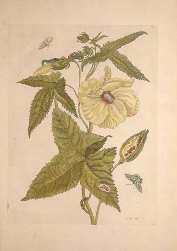 Reproducción/Reproduction 33271245678: Maria Sybilla Meriaen Over de voortteeling en wonderbaerlyke veranderingen der Surinaamsche insecten :. t'Amsterdam :By Jean Frederic Bernard,1730.. 