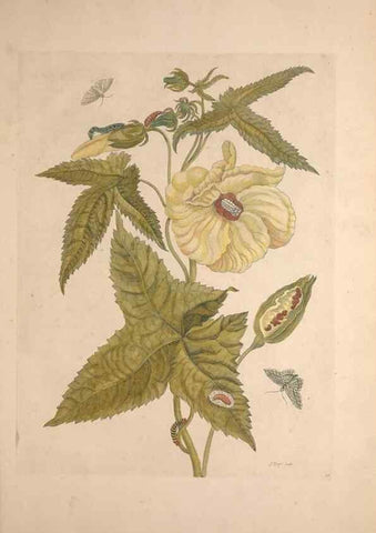 Reproducción/Reproduction 33271245678: Maria Sybilla Meriaen Over de voortteeling en wonderbaerlyke veranderingen der Surinaamsche insecten :. t'Amsterdam :By Jean Frederic Bernard,1730.. 