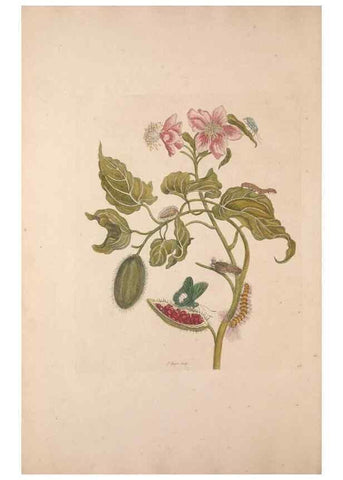 Reproducción/Reproduction 46423097524: Maria Sybilla Meriaen Over de voortteeling en wonderbaerlyke veranderingen der Surinaamsche insecten :. t'Amsterdam :By Jean Frederic Bernard,1730.. 