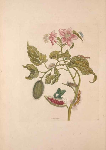 Reproducción/Reproduction 46423097524: Maria Sybilla Meriaen Over de voortteeling en wonderbaerlyke veranderingen der Surinaamsche insecten :. t'Amsterdam :By Jean Frederic Bernard,1730.. 