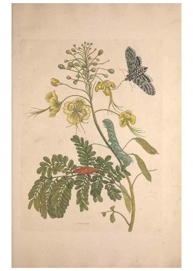 Reproducción/Reproduction 46423098424: Maria Sybilla Meriaen Over de voortteeling en wonderbaerlyke veranderingen der Surinaamsche insecten :. t'Amsterdam :By Jean Frederic Bernard,1730.. 