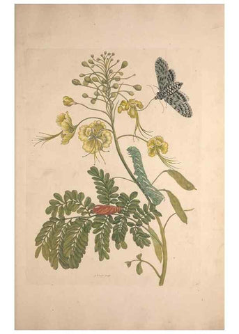 Reproducción/Reproduction 46423098424: Maria Sybilla Meriaen Over de voortteeling en wonderbaerlyke veranderingen der Surinaamsche insecten :. t'Amsterdam :By Jean Frederic Bernard,1730.. 
