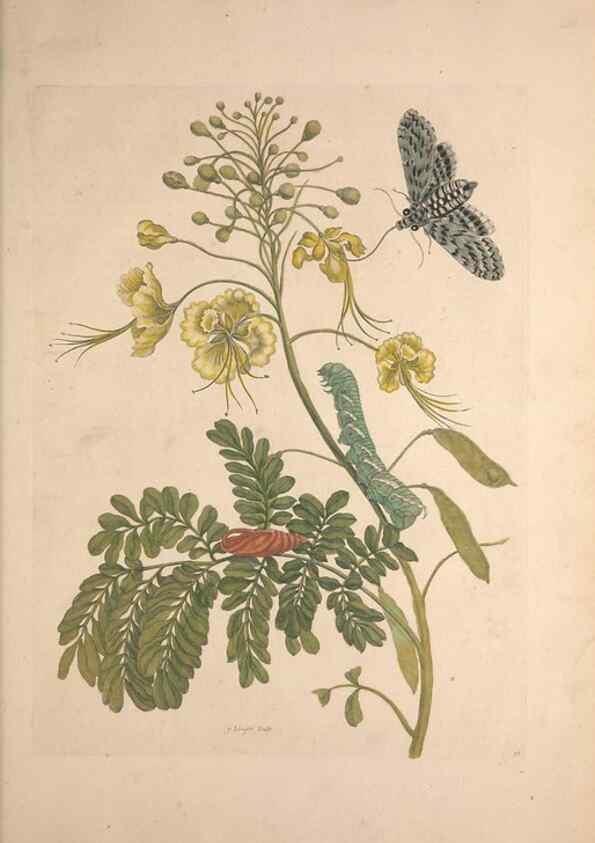 Reproducción/Reproduction 46423098424: Maria Sybilla Meriaen Over de voortteeling en wonderbaerlyke veranderingen der Surinaamsche insecten :. t'Amsterdam :By Jean Frederic Bernard,1730.. 