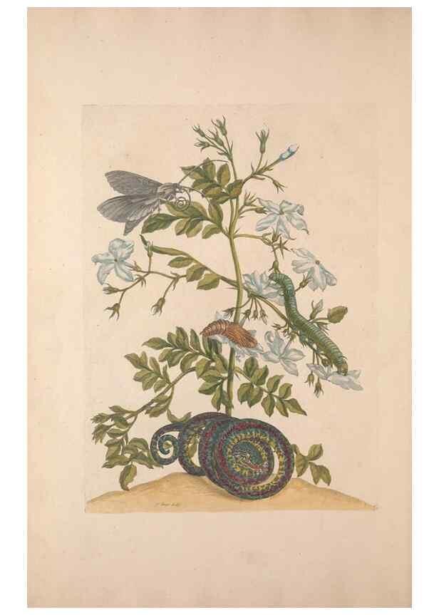 Reproducción/Reproduction 47146503031: Maria Sybilla Meriaen Over de voortteeling en wonderbaerlyke veranderingen der Surinaamsche insecten :. t'Amsterdam :By Jean Frederic Bernard,1730.. 