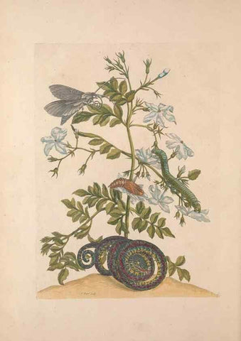 Reproducción/Reproduction 47146503031: Maria Sybilla Meriaen Over de voortteeling en wonderbaerlyke veranderingen der Surinaamsche insecten :. t'Amsterdam :By Jean Frederic Bernard,1730.. 