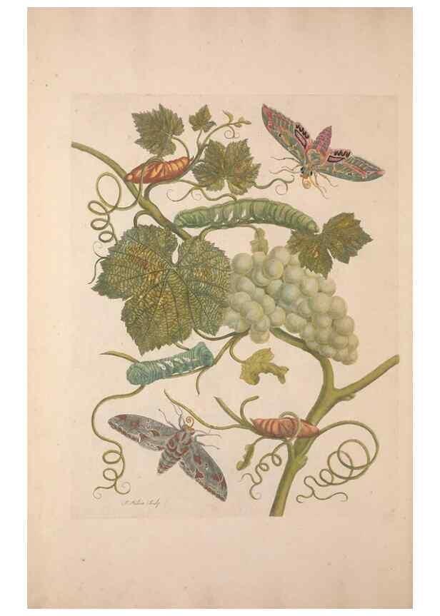 Reproducción/Reproduction 40181523683: Maria Sybilla Meriaen Over de voortteeling en wonderbaerlyke veranderingen der Surinaamsche insecten :. t'Amsterdam :By Jean Frederic Bernard,1730.. 