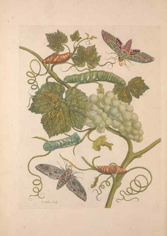 Reproducción/Reproduction 40181523683: Maria Sybilla Meriaen Over de voortteeling en wonderbaerlyke veranderingen der Surinaamsche insecten :. t'Amsterdam :By Jean Frederic Bernard,1730.. 