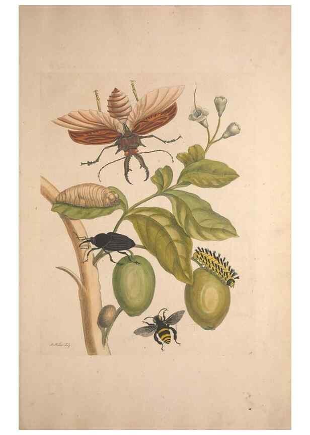 Reproducción/Reproduction 33271252768: Maria Sybilla Meriaen Over de voortteeling en wonderbaerlyke veranderingen der Surinaamsche insecten :. t'Amsterdam :By Jean Frederic Bernard,1730.. 