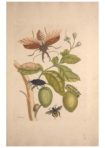 Reproducción/Reproduction 33271252768: Maria Sybilla Meriaen Over de voortteeling en wonderbaerlyke veranderingen der Surinaamsche insecten :. t'Amsterdam :By Jean Frederic Bernard,1730.. 