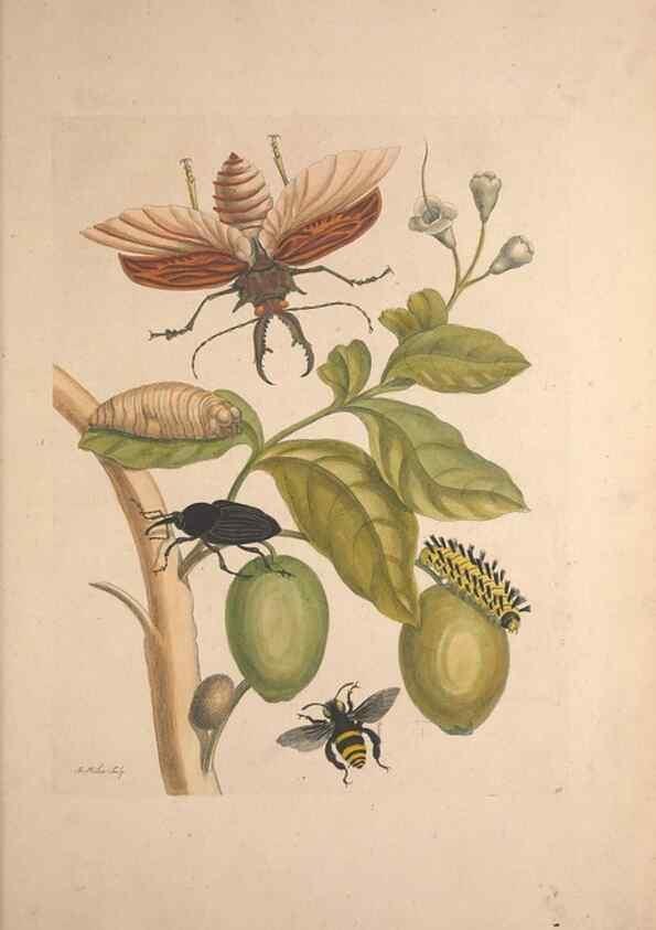 Reproducción/Reproduction 33271252768: Maria Sybilla Meriaen Over de voortteeling en wonderbaerlyke veranderingen der Surinaamsche insecten :. t'Amsterdam :By Jean Frederic Bernard,1730.. 