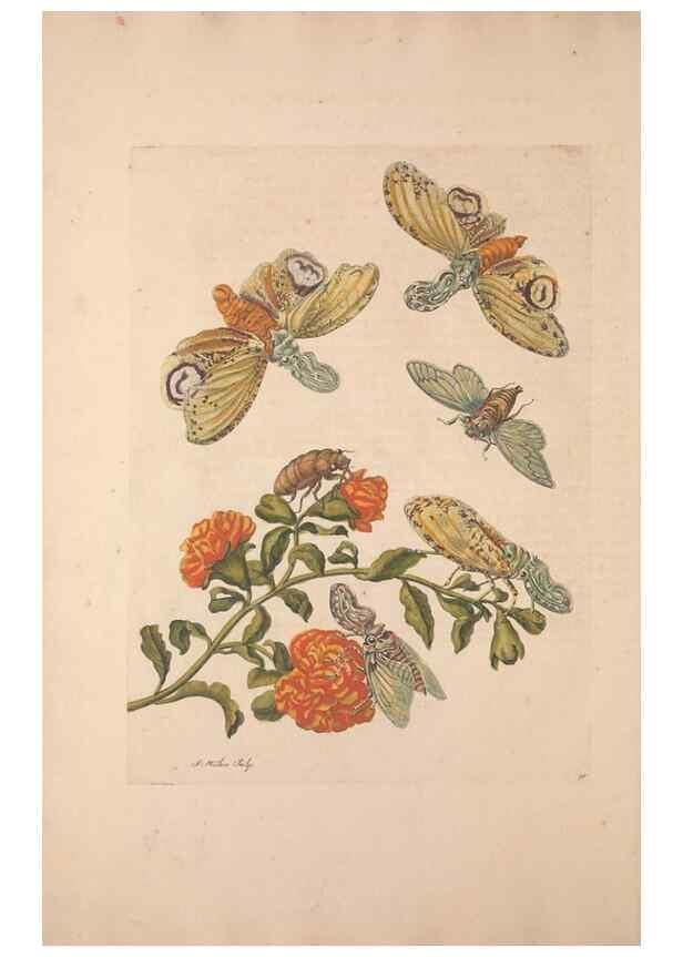 Reproducción/Reproduction 33271253988: Maria Sybilla Meriaen Over de voortteeling en wonderbaerlyke veranderingen der Surinaamsche insecten :. t'Amsterdam :By Jean Frederic Bernard,1730.. 