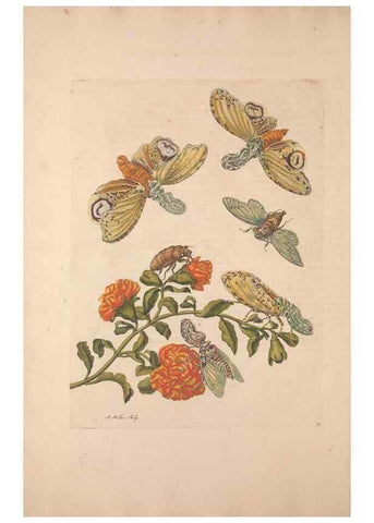 Reproducción/Reproduction 33271253988: Maria Sybilla Meriaen Over de voortteeling en wonderbaerlyke veranderingen der Surinaamsche insecten :. t'Amsterdam :By Jean Frederic Bernard,1730.. 