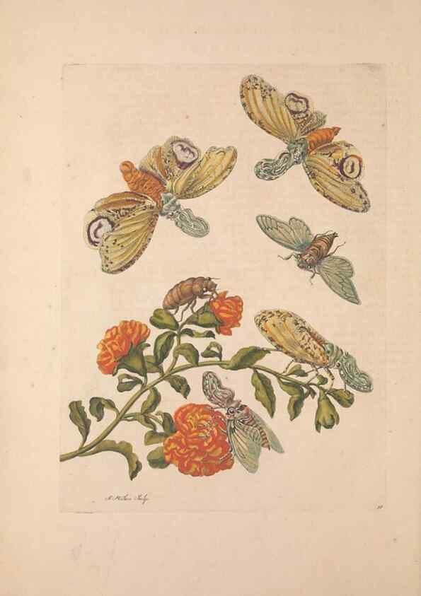Reproducción/Reproduction 33271253988: Maria Sybilla Meriaen Over de voortteeling en wonderbaerlyke veranderingen der Surinaamsche insecten :. t'Amsterdam :By Jean Frederic Bernard,1730.. 