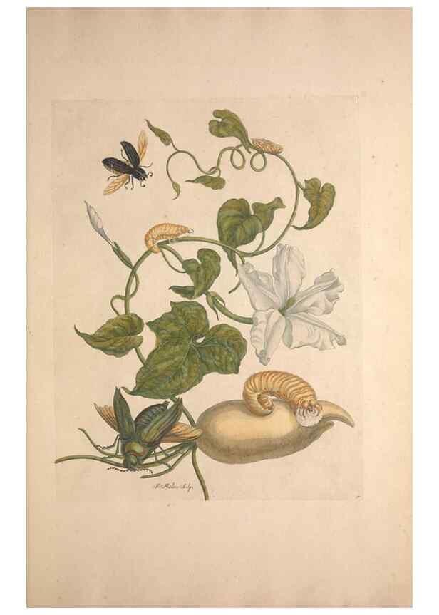 Reproducción/Reproduction 33271255238: Maria Sybilla Meriaen Over de voortteeling en wonderbaerlyke veranderingen der Surinaamsche insecten :. t'Amsterdam :By Jean Frederic Bernard,1730.. 