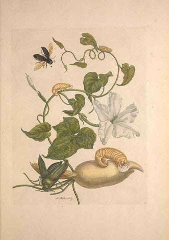 Reproducción/Reproduction 33271255238: Maria Sybilla Meriaen Over de voortteeling en wonderbaerlyke veranderingen der Surinaamsche insecten :. t'Amsterdam :By Jean Frederic Bernard,1730.. 