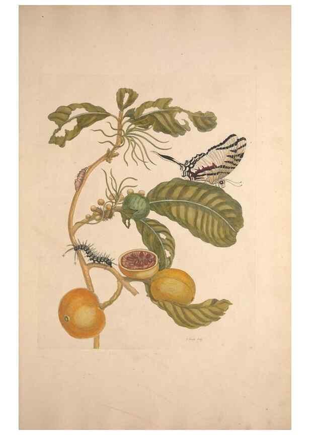 Reproducción/Reproduction 33271247088: Maria Sybilla Meriaen Over de voortteeling en wonderbaerlyke veranderingen der Surinaamsche insecten :. t'Amsterdam :By Jean Frederic Bernard,1730.. 