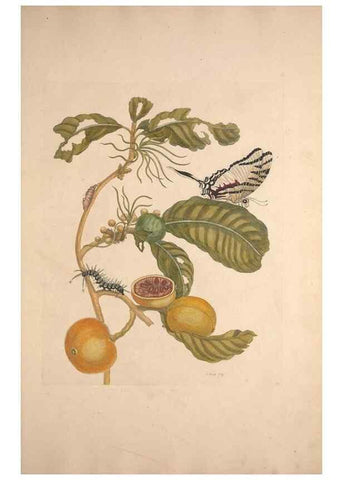 Reproducción/Reproduction 33271247088: Maria Sybilla Meriaen Over de voortteeling en wonderbaerlyke veranderingen der Surinaamsche insecten :. t'Amsterdam :By Jean Frederic Bernard,1730.. 