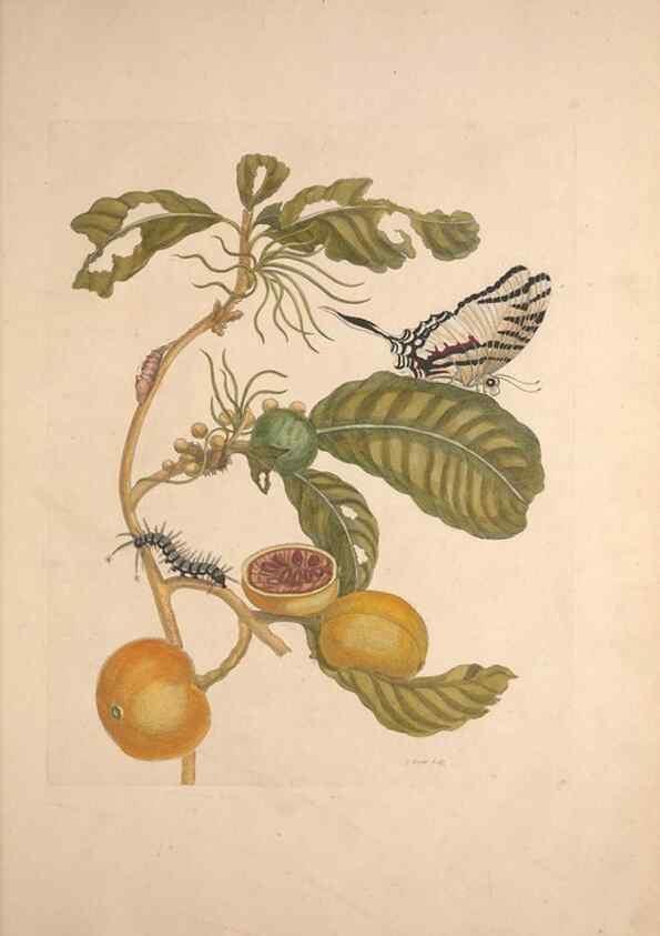Reproducción/Reproduction 33271247088: Maria Sybilla Meriaen Over de voortteeling en wonderbaerlyke veranderingen der Surinaamsche insecten :. t'Amsterdam :By Jean Frederic Bernard,1730.. 