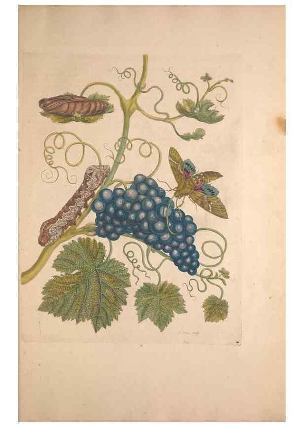 Reproducción/Reproduction 33271237768: Maria Sybilla Meriaen Over de voortteeling en wonderbaerlyke veranderingen der Surinaamsche insecten :. t'Amsterdam :By Jean Frederic Bernard,1730.. 