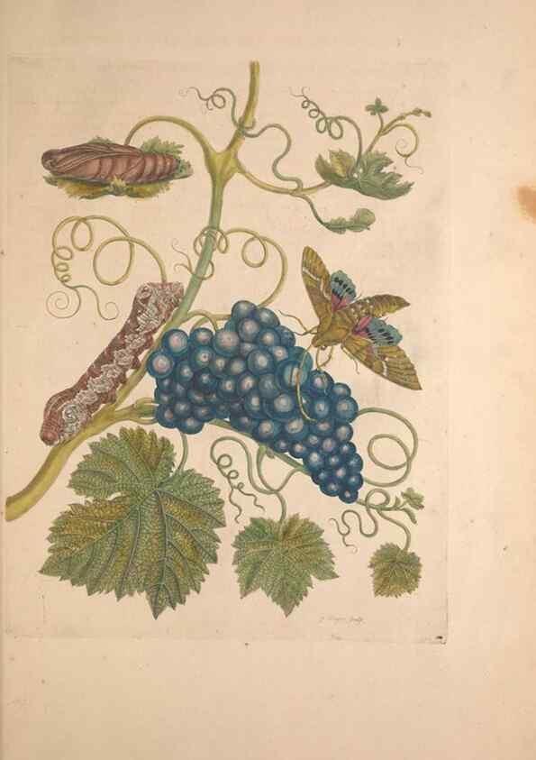 Reproducción/Reproduction 33271237768: Maria Sybilla Meriaen Over de voortteeling en wonderbaerlyke veranderingen der Surinaamsche insecten :. t'Amsterdam :By Jean Frederic Bernard,1730.. 