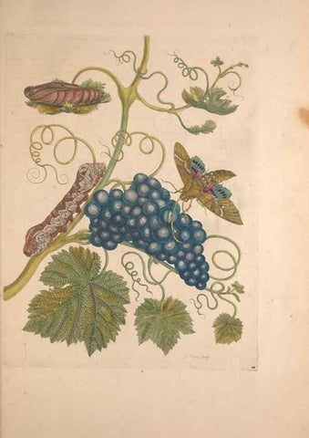 Reproducción/Reproduction 33271237768: Maria Sybilla Meriaen Over de voortteeling en wonderbaerlyke veranderingen der Surinaamsche insecten :. t'Amsterdam :By Jean Frederic Bernard,1730.. 