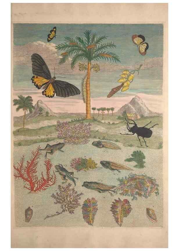 Reproducción/Reproduction 40181543513: Maria Sybilla Meriaen Over de voortteeling en wonderbaerlyke veranderingen der Surinaamsche insecten :. t'Amsterdam :By Jean Frederic Bernard,1730.. 