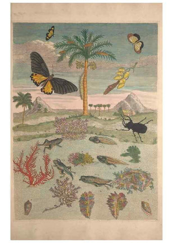 Reproducción/Reproduction 40181543513: Maria Sybilla Meriaen Over de voortteeling en wonderbaerlyke veranderingen der Surinaamsche insecten :. t'Amsterdam :By Jean Frederic Bernard,1730.. 