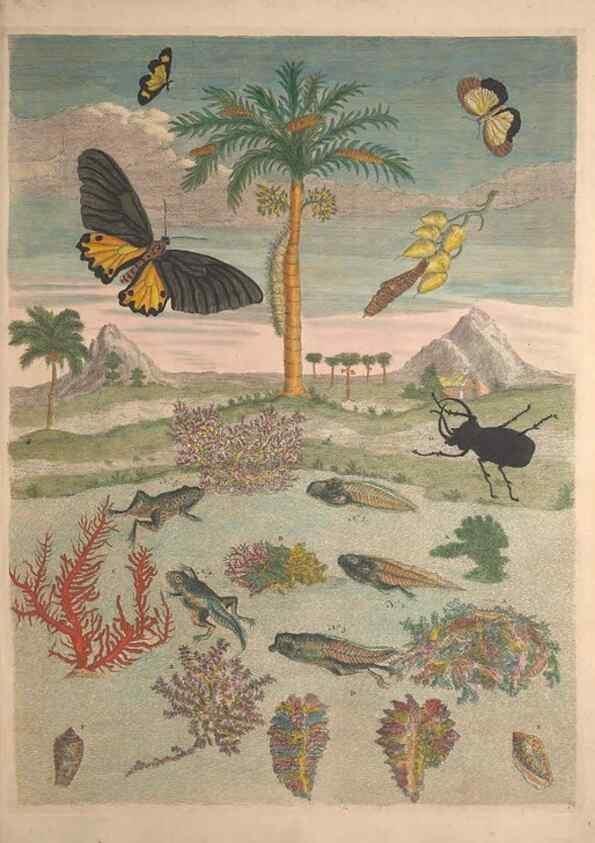 Reproducción/Reproduction 40181543513: Maria Sybilla Meriaen Over de voortteeling en wonderbaerlyke veranderingen der Surinaamsche insecten :. t'Amsterdam :By Jean Frederic Bernard,1730.. 