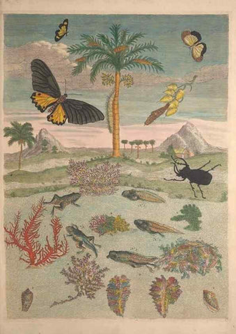 Reproducción/Reproduction 40181543513: Maria Sybilla Meriaen Over de voortteeling en wonderbaerlyke veranderingen der Surinaamsche insecten :. t'Amsterdam :By Jean Frederic Bernard,1730.. 