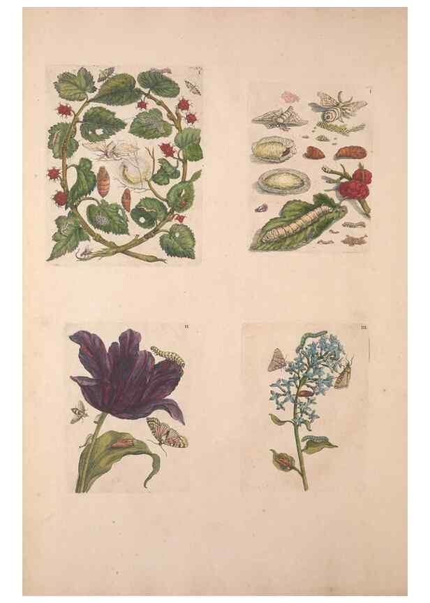 Reproducción/Reproduction 47094396422: De Europischen insecten :. Tot Amsterdam :By J.F. Bernard,1730.. 