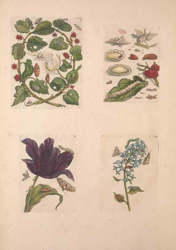 Reproducción/Reproduction 47094396422: De Europischen insecten :. Tot Amsterdam :By J.F. Bernard,1730.. 