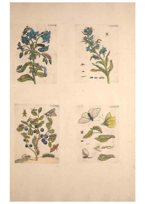 Reproducción/Reproduction 46423274134: De Europischen insecten :. Tot Amsterdam :By J.F. Bernard,1730.. 