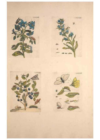 Reproducción/Reproduction 46423274134: De Europischen insecten :. Tot Amsterdam :By J.F. Bernard,1730.. 