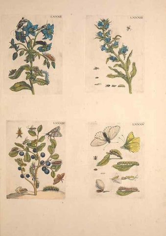 Reproducción/Reproduction 46423274134: De Europischen insecten :. Tot Amsterdam :By J.F. Bernard,1730.. 