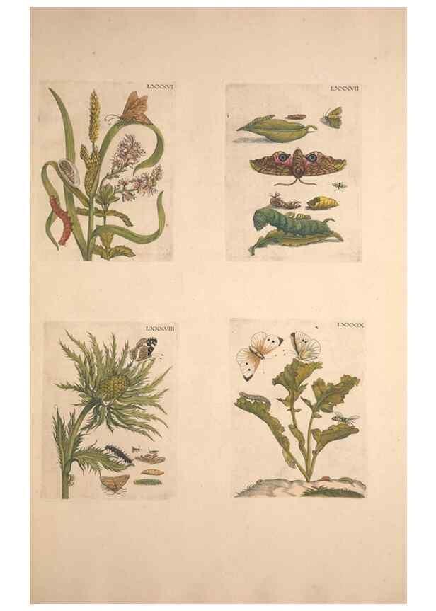 Reproducción/Reproduction 46423275004: De Europischen insecten :. Tot Amsterdam :By J.F. Bernard,1730.. 