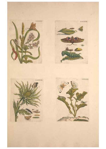 Reproducción/Reproduction 46423275004: De Europischen insecten :. Tot Amsterdam :By J.F. Bernard,1730.. 