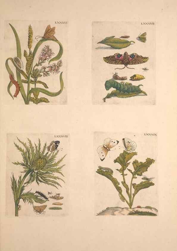 Reproducción/Reproduction 46423275004: De Europischen insecten :. Tot Amsterdam :By J.F. Bernard,1730.. 
