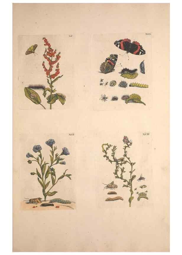 Reproducción/Reproduction 40181671983: De Europischen insecten :. Tot Amsterdam :By J.F. Bernard,1730.. 