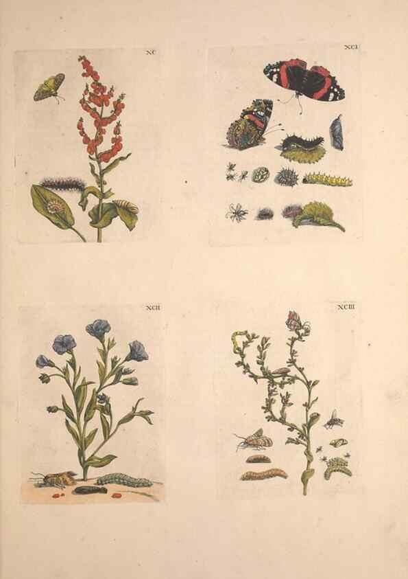 Reproducción/Reproduction 40181671983: De Europischen insecten :. Tot Amsterdam :By J.F. Bernard,1730.. 