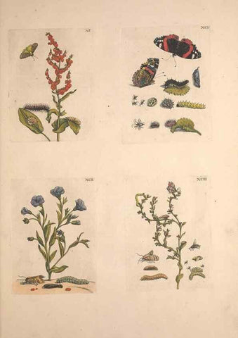 Reproducción/Reproduction 40181671983: De Europischen insecten :. Tot Amsterdam :By J.F. Bernard,1730.. 