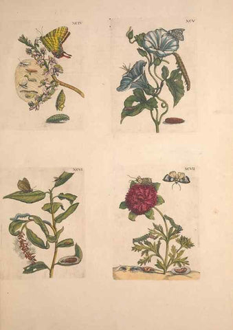 Reproducción/Reproduction 46232404205: De Europischen insecten :. Tot Amsterdam :By J.F. Bernard,1730.. 